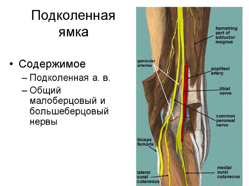 Подколенная ямка Содержимое Подколенная а. в. Общий малоберцовый и большеберцовый нервы